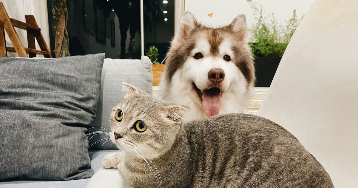 Arte de divulgação da Pet Clin